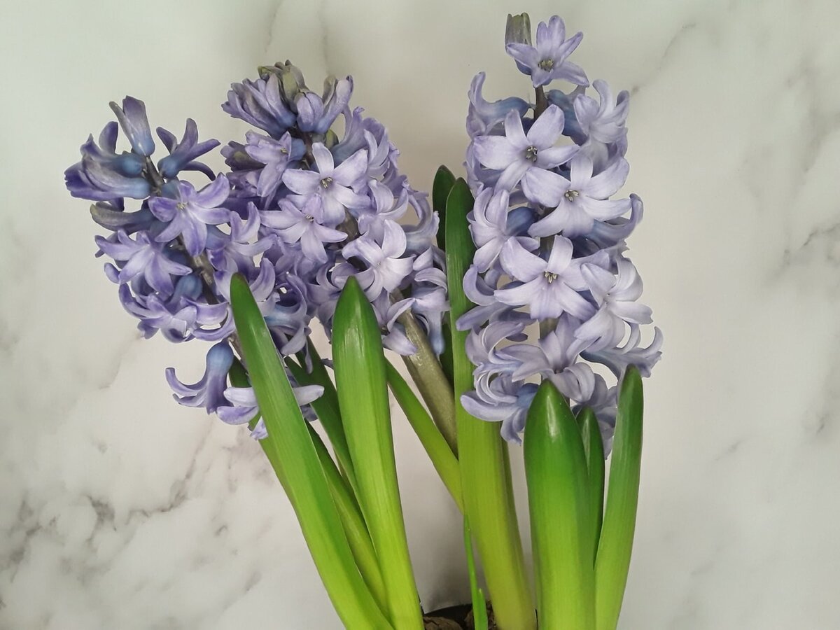 Гиацинты, сорт Delft Blue, выгонка-2022