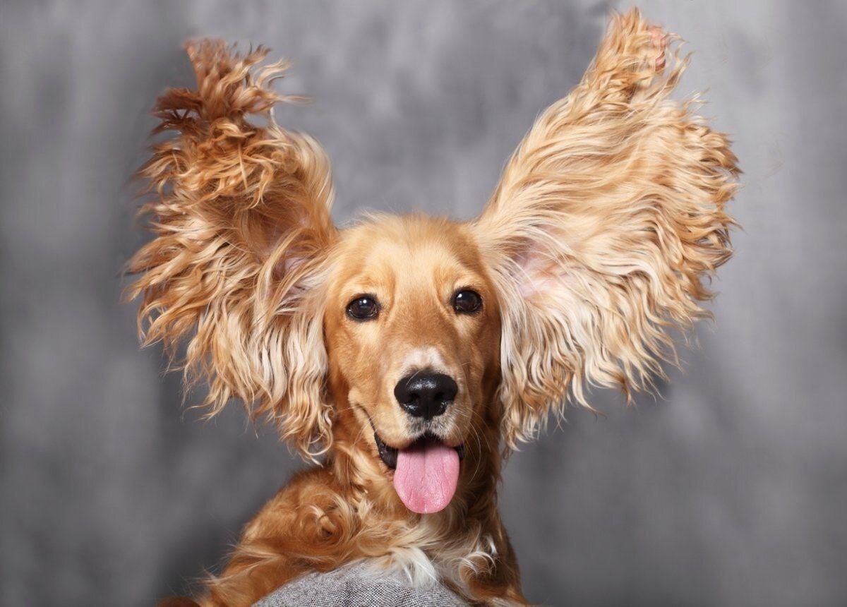 Фото с сайта mirfauni.com