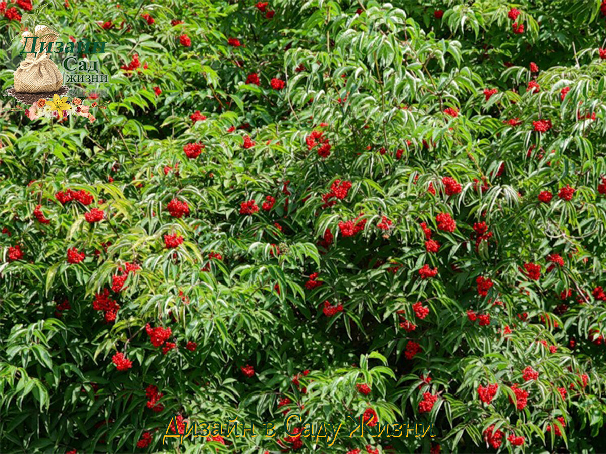 Бузина кистистая