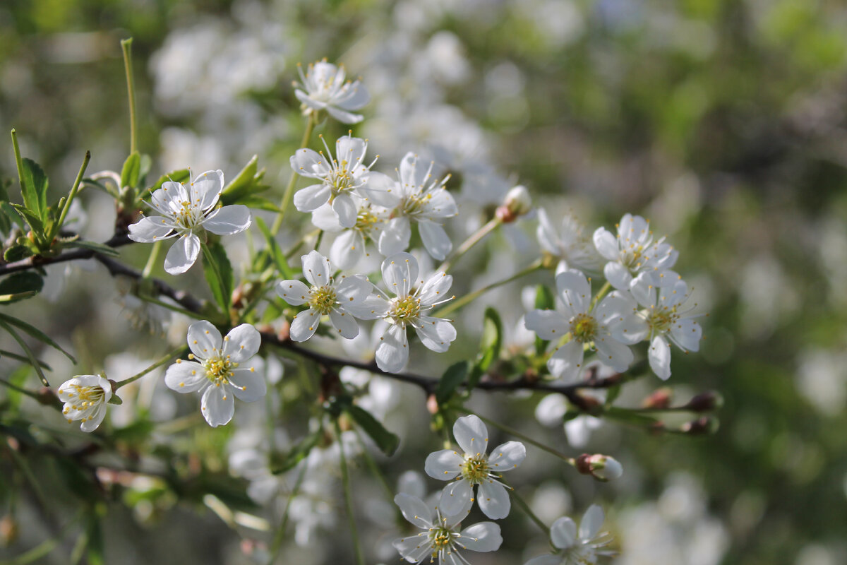 Первые фото на Canon 550d, г. Оренбург