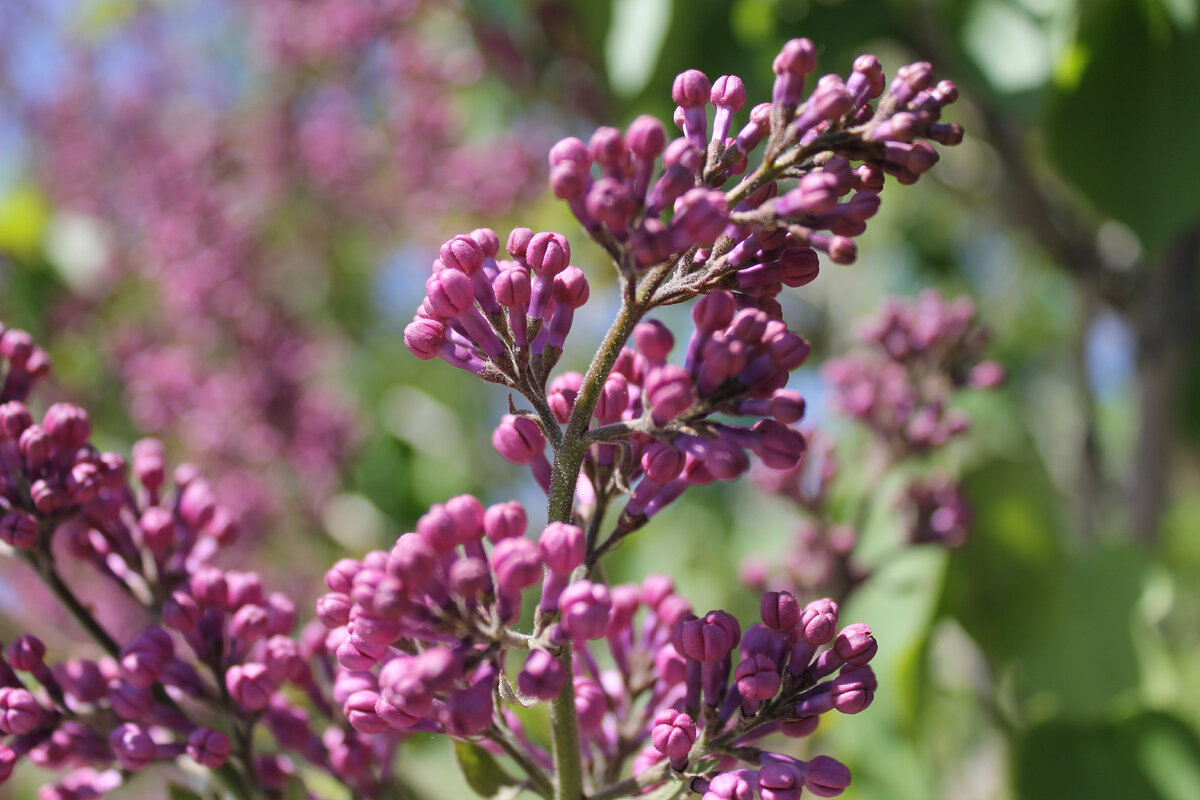 Первые фото на Canon 550d, г. Оренбург