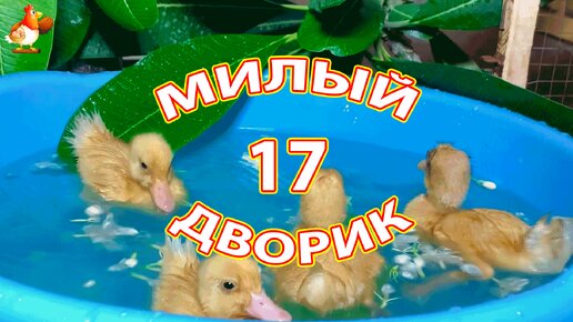 Милый дворик часть 17