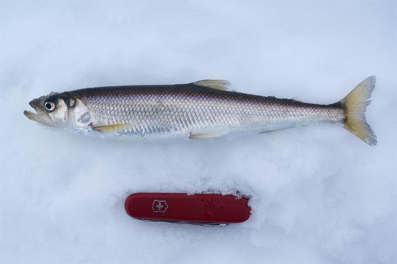 Азиатская корюшка в сравнении со швейцарским ножом