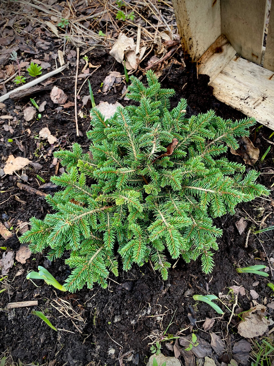 Ель сербская Карел