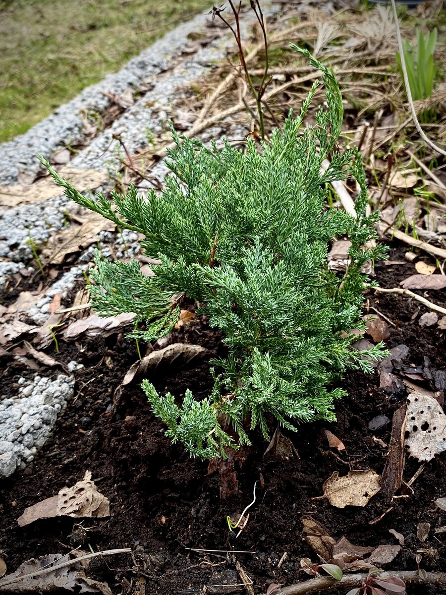 Можжевельник чешуйчатый Little Joanna