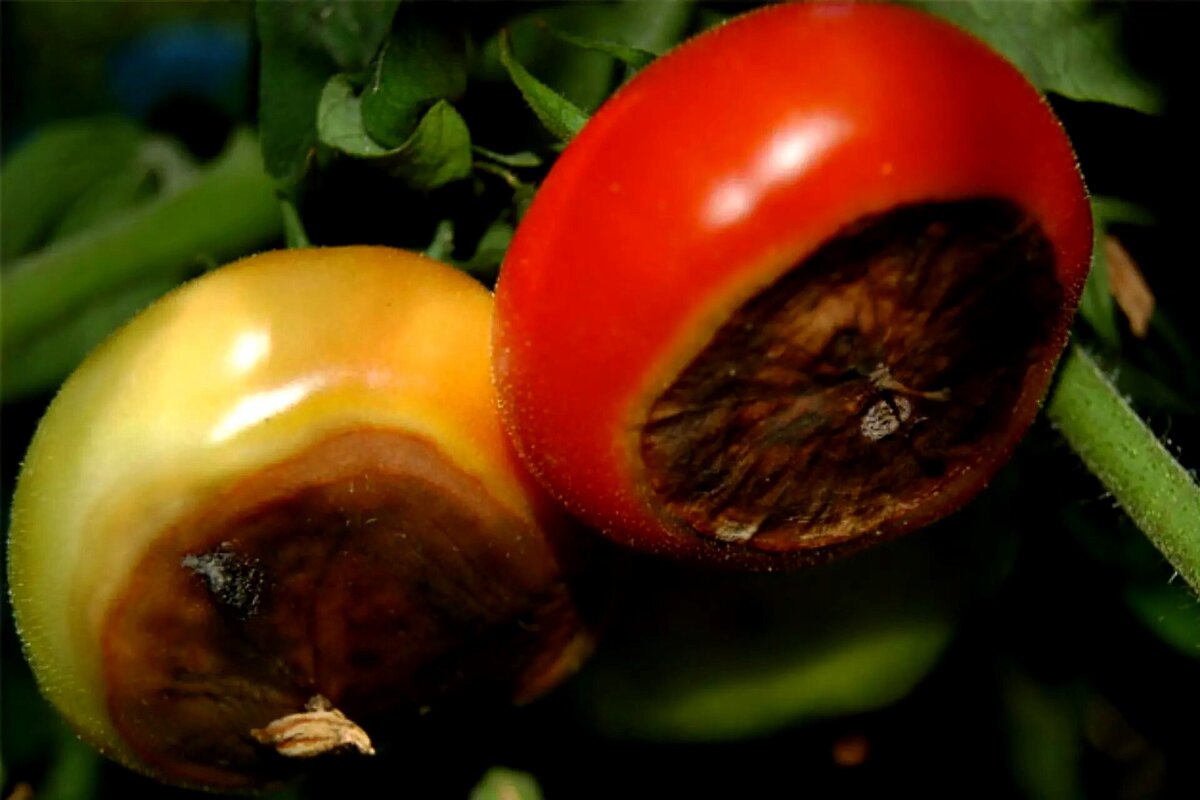  которые спасут урожай