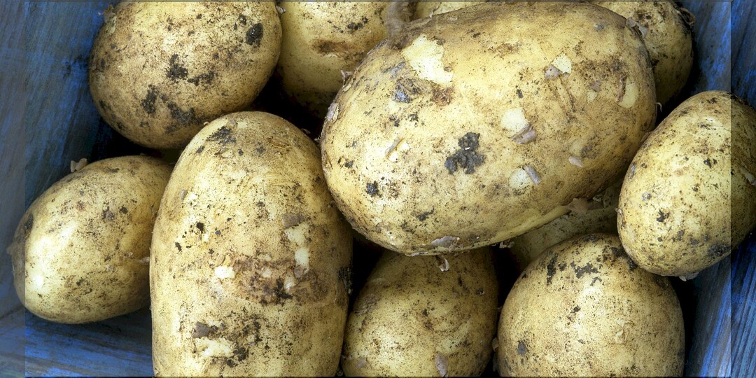 20 самых популярных у дачников сортов картофеля: белорусские и не только сорта картофеля, которые дают высокие и вкусные урожаи