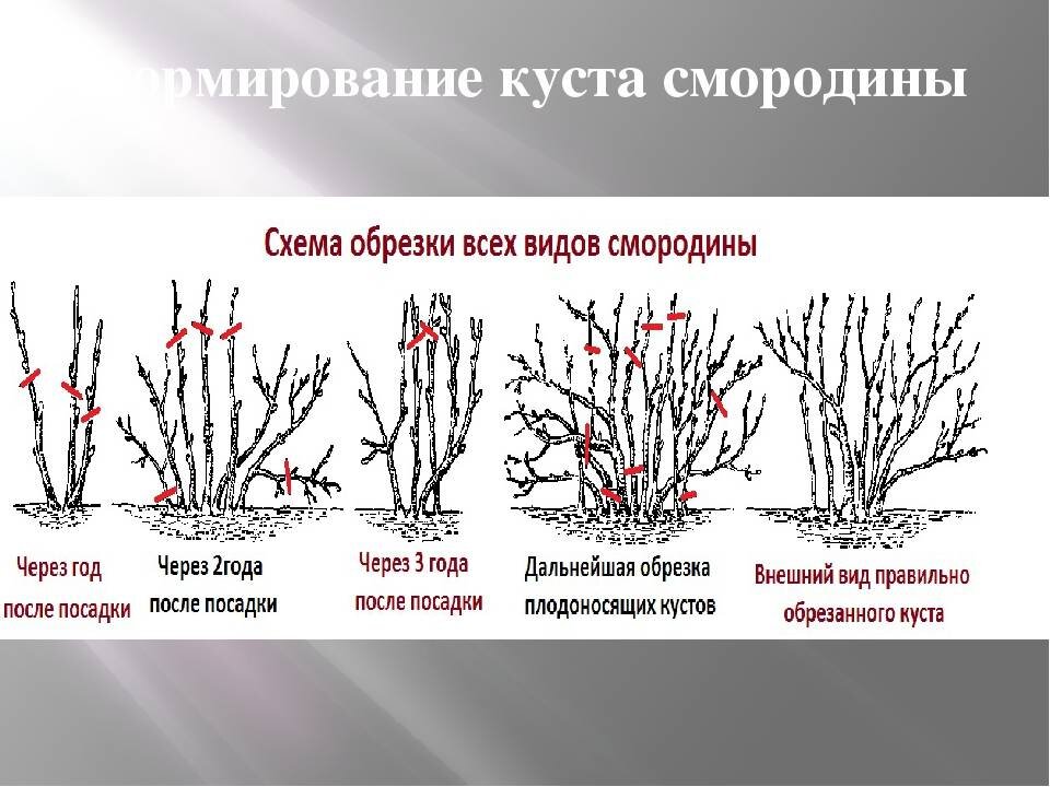 Подрезка крыжовника весной