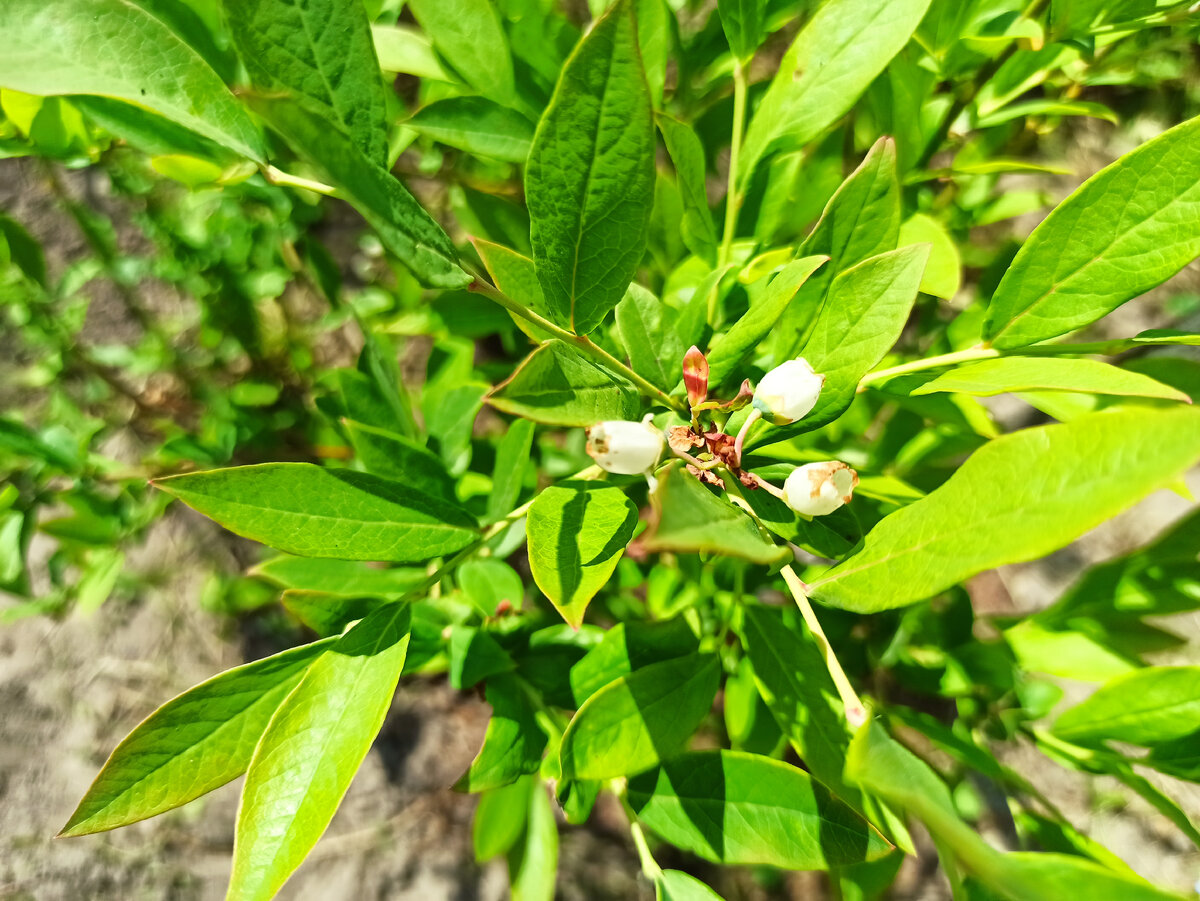 Фото автора. Красота. Тьфу 3 раза через левое плечо