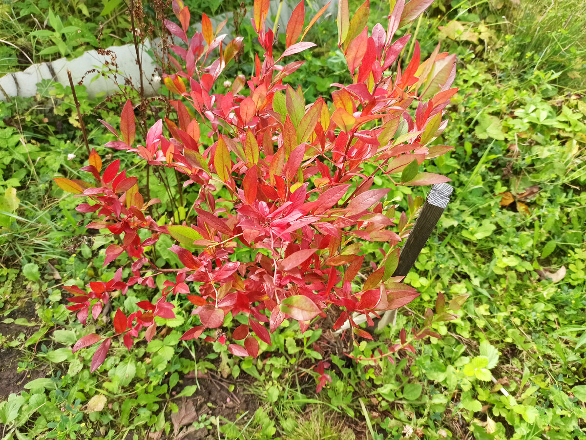 Фото автора. Сорт "Кроличий глаз" осенью - красиво