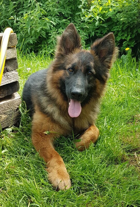 Юкки на передержке.