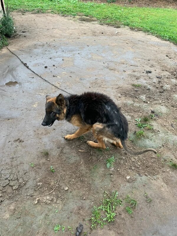 Юкки у хозяина.