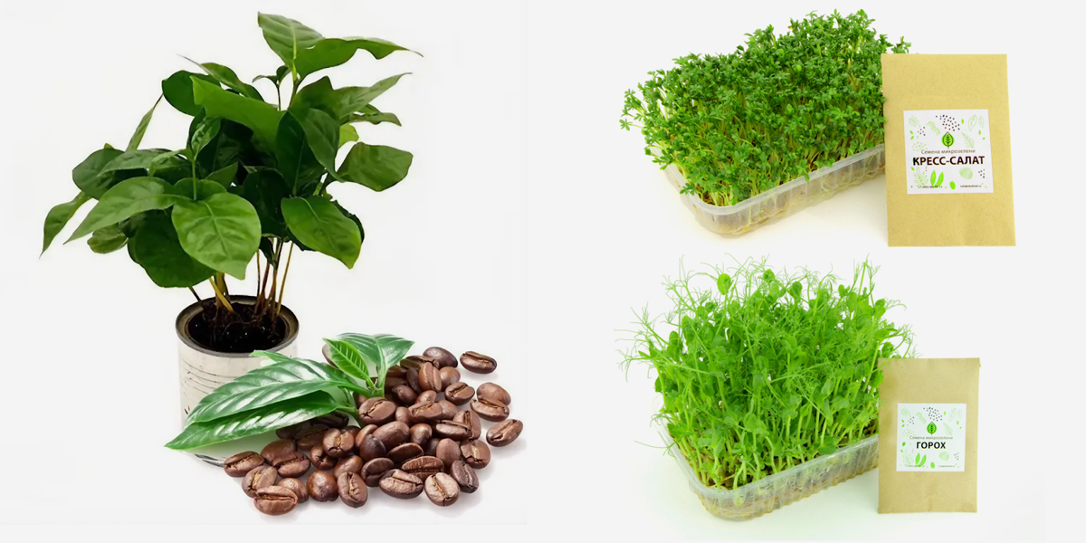 Семена кофе и микрозелени 