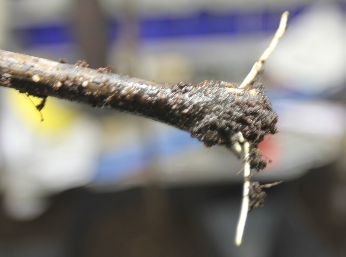 Кишмиш Юпитер