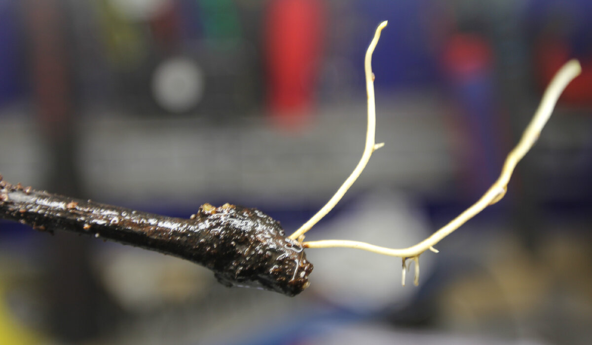 Соммерсет сидлес