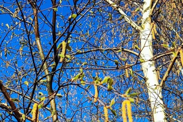    Что строго-настрого запрещено на Берещенье, 11 апреля?