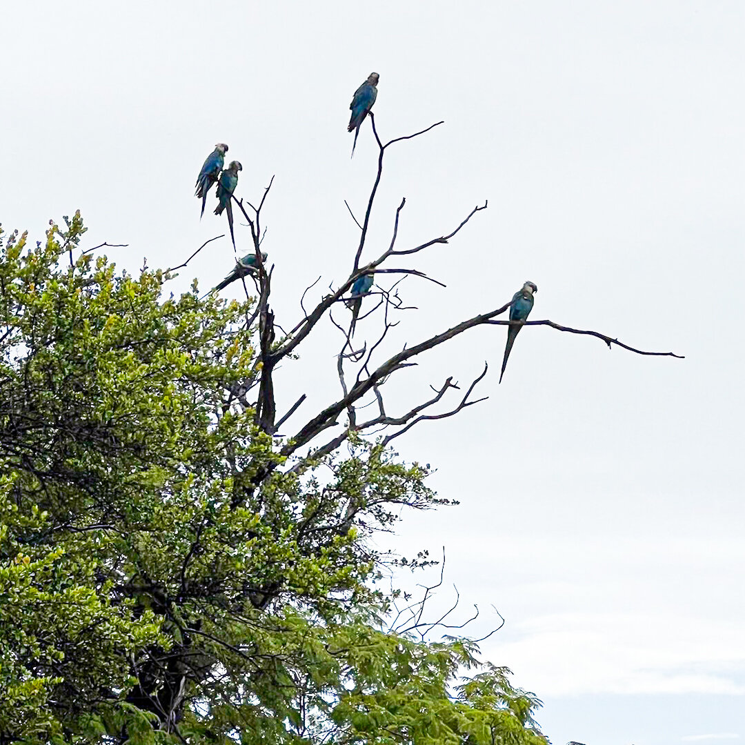 Голубые ара, выпущенные в дикую природу, фото Association for the Conservation of Threatened Parrots 