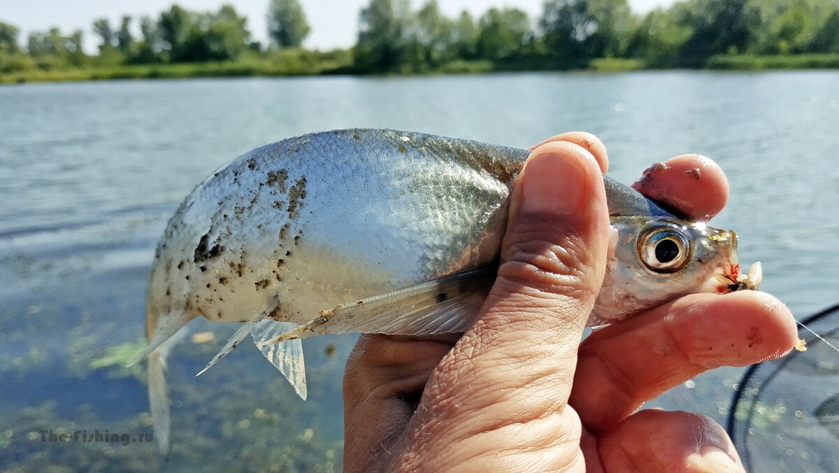 Такую выпускать не буду