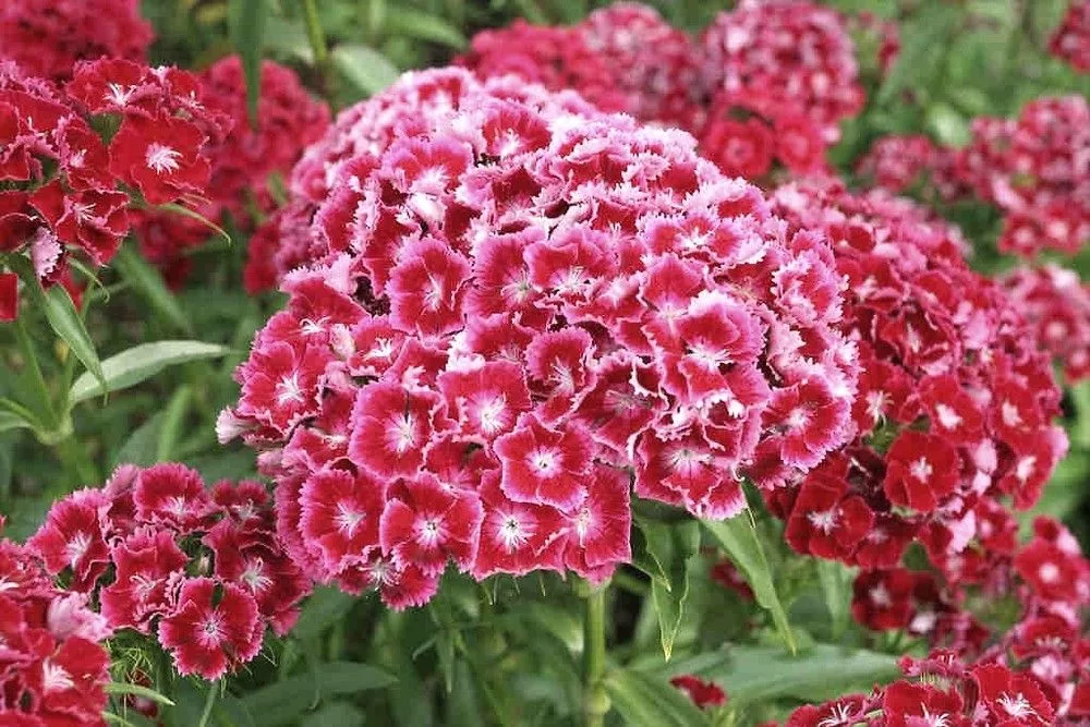 Диантус, гвоздика (турецкая). Гвоздика бородатая - Dianthus barbatus. Барбатус турецкая гвоздика. Гвоздика турецкая свитвилиам.