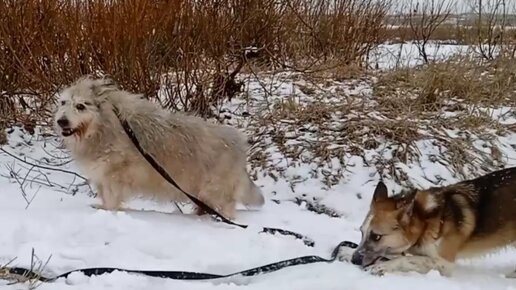 Боб и Ласка нашли кусочек счастья . Какие только выкрутасы не выполнили они на клочке снега