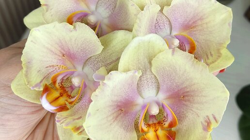 Много цветущих орхидей 🦋впервые от Sonya