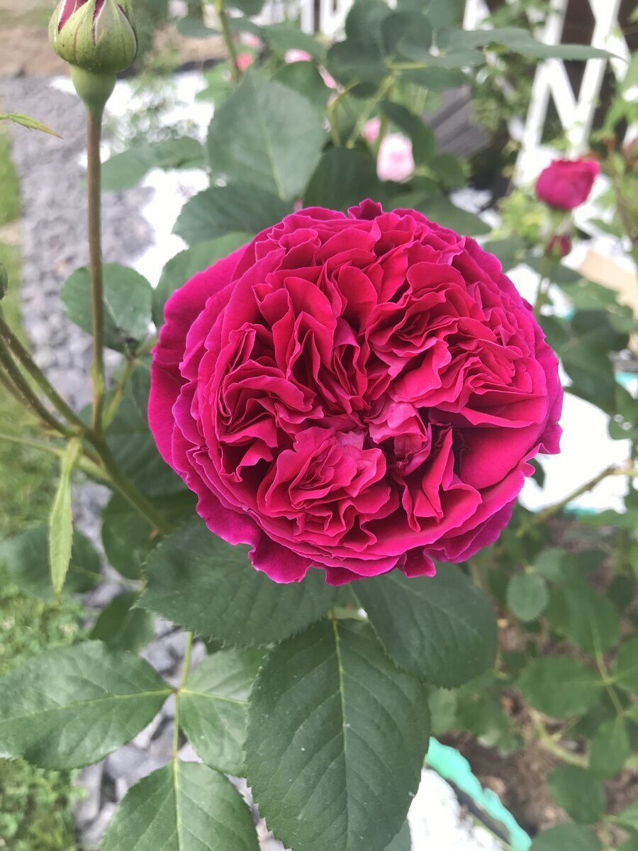 фото Ketrins_Wheel