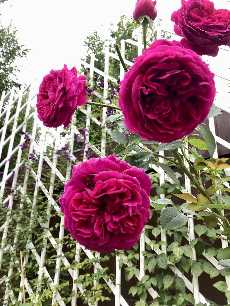 фото Ketrins_Wheel