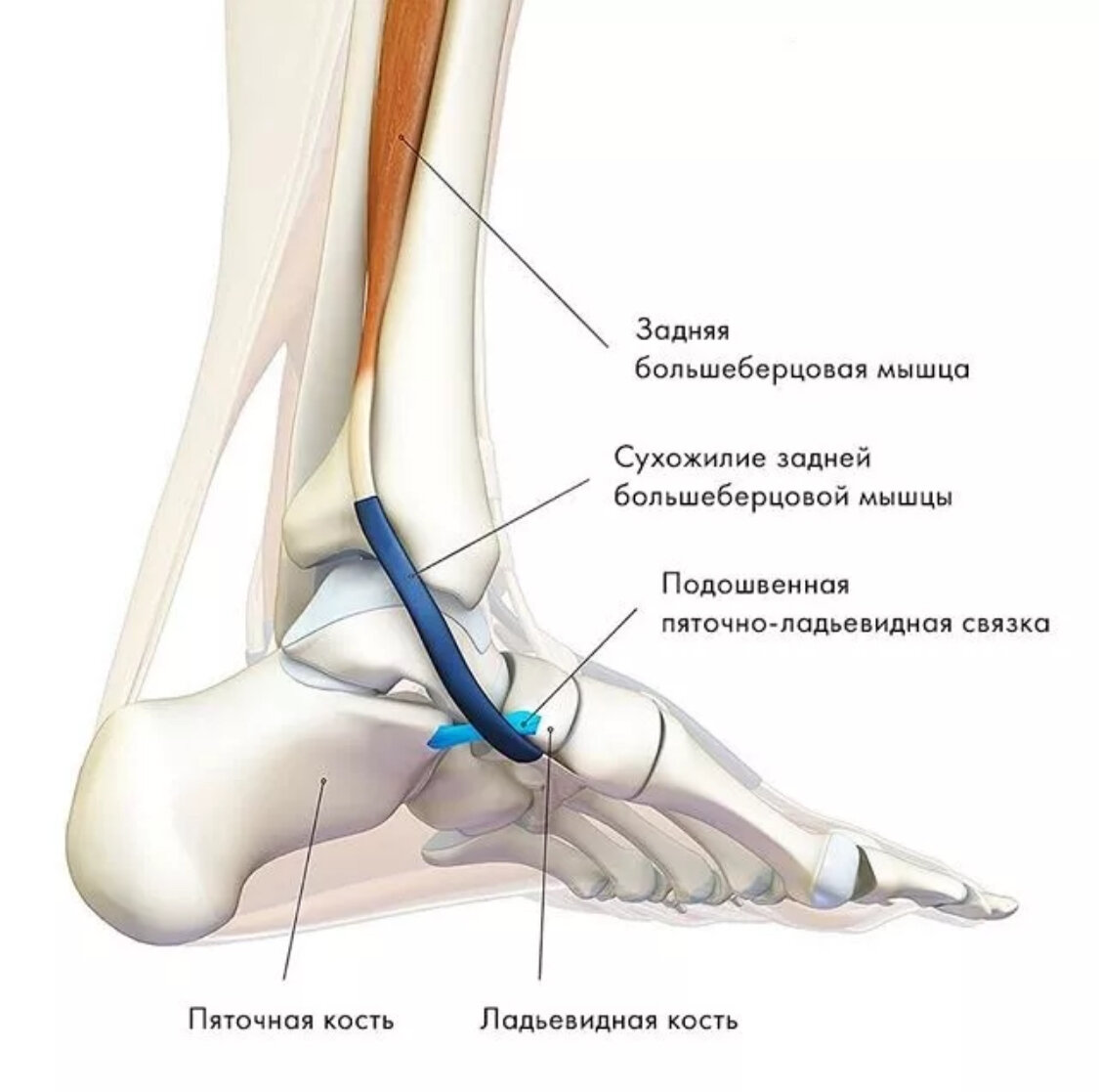 Продольное плоскостопие