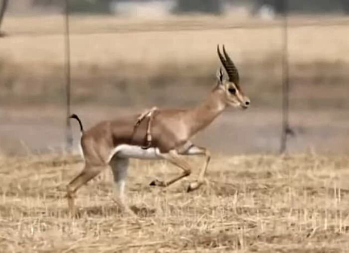 Источник фото: скриншот видео/ The Wildlife Channel