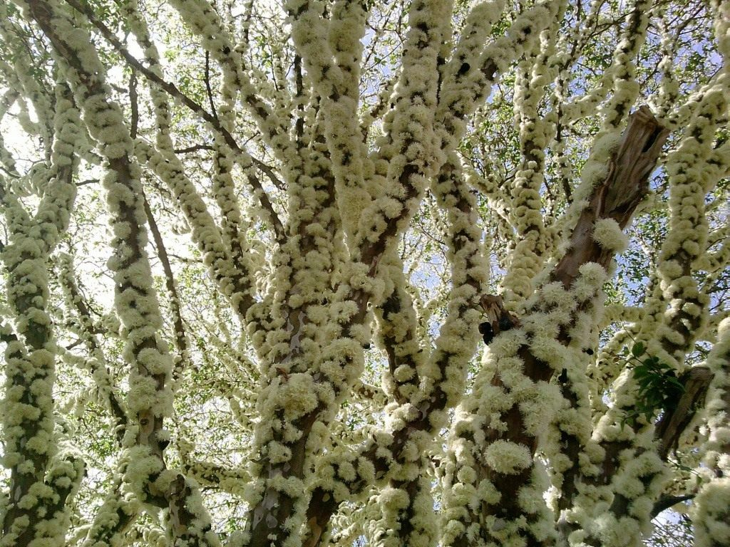 Фото с сайта botanichka.ru