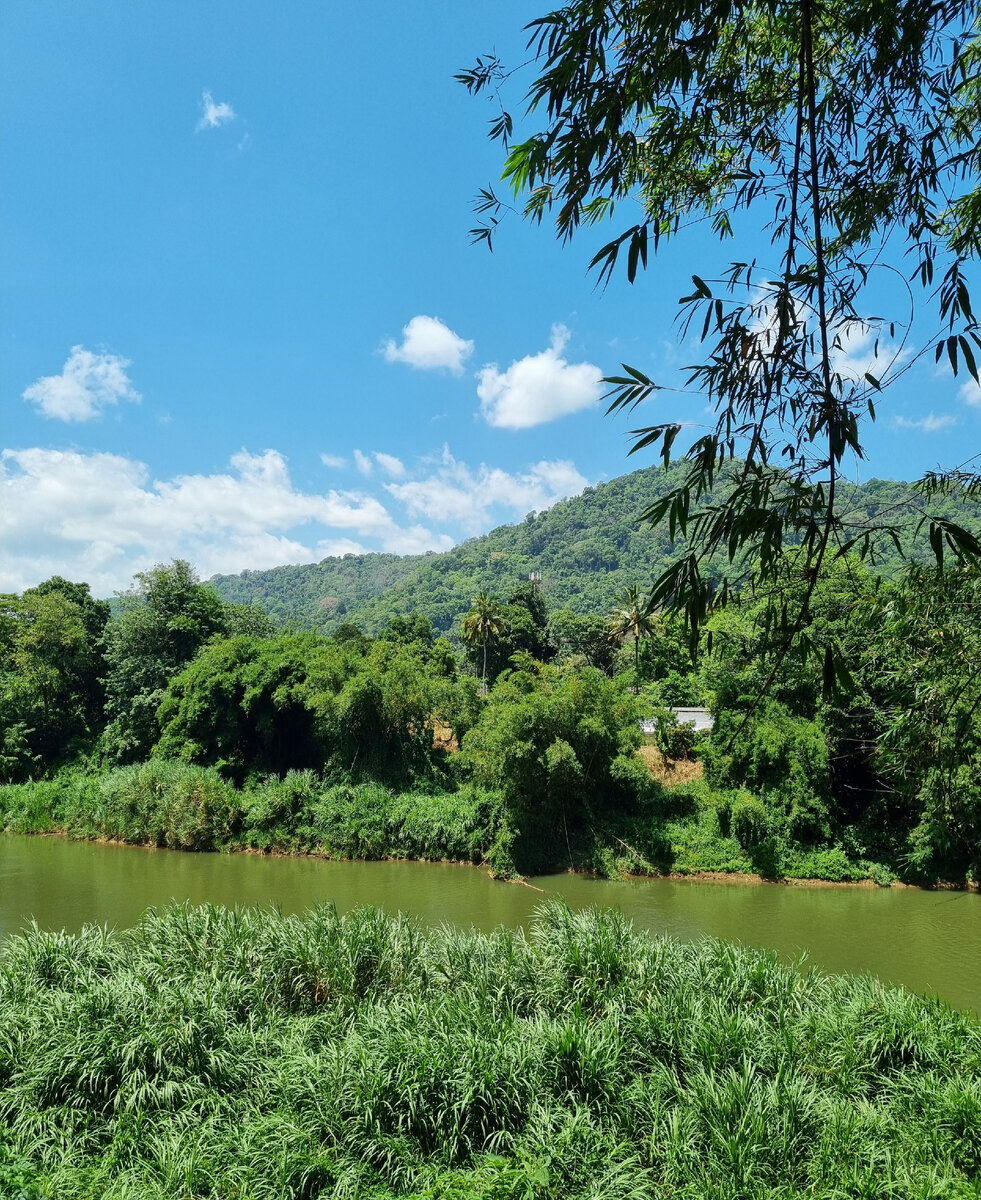 Королевский ботанический сад в Перадении (Royal Botanical Gardens, Peradeniya) Фото автора статьи.