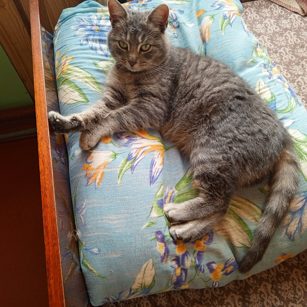 личное фото автора. наша Муся.