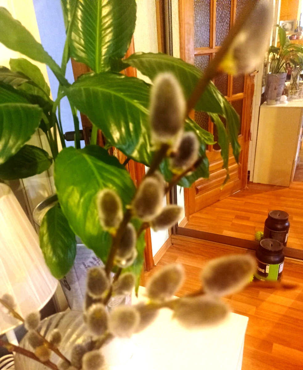 Верба совсем распустилась уже