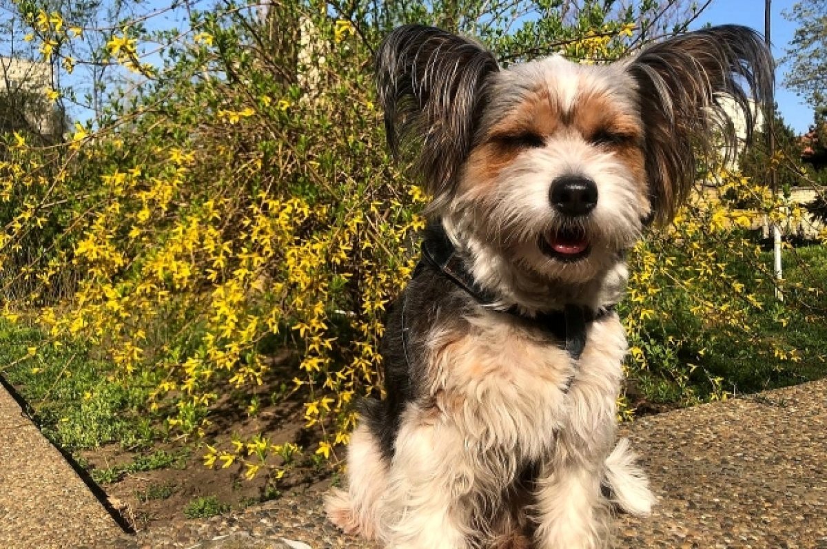    В Ростове в четверг 11 апреля будет жарко и солнечно