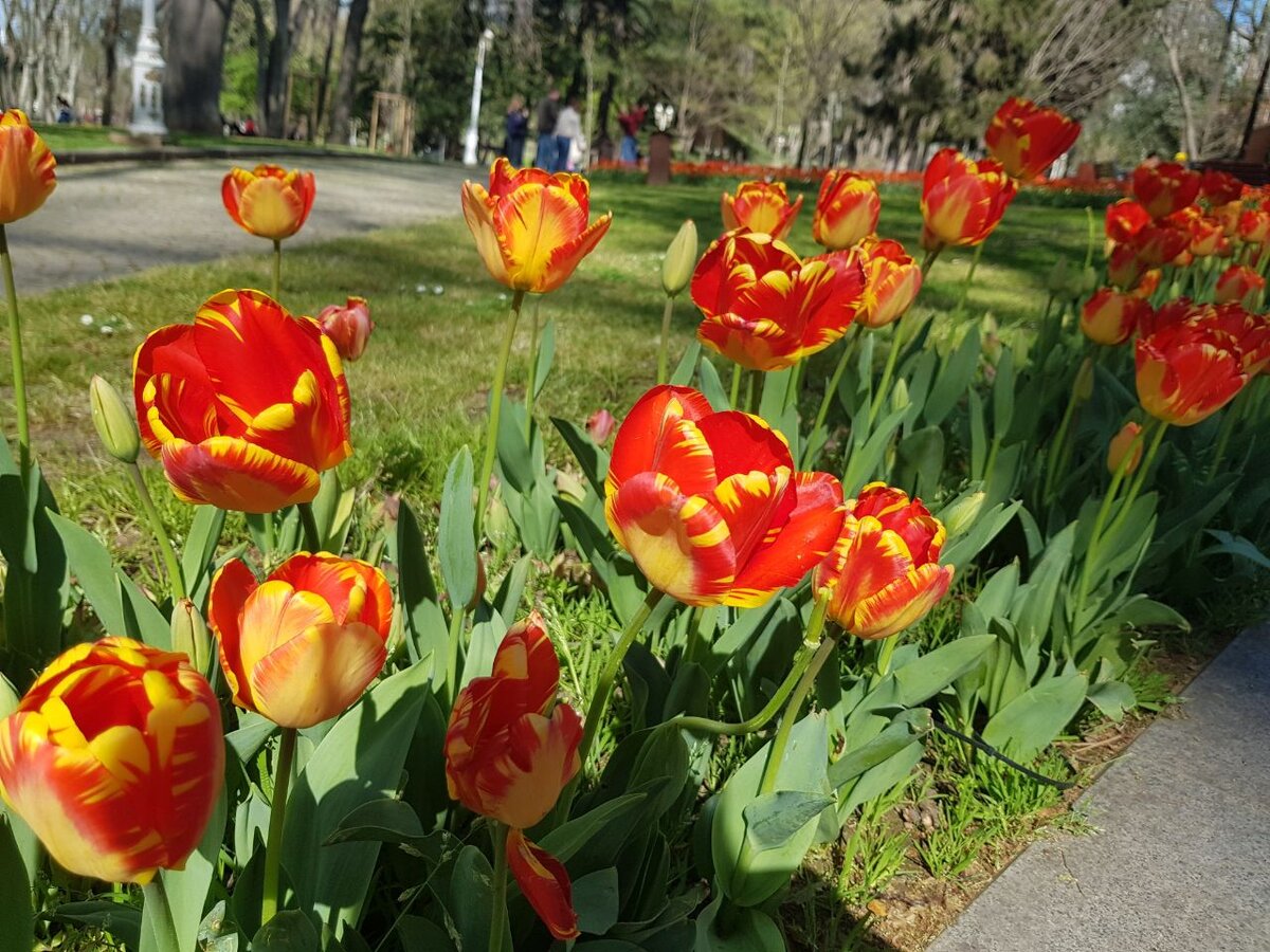 Дальше будет ещё много фото разных тюльпанов