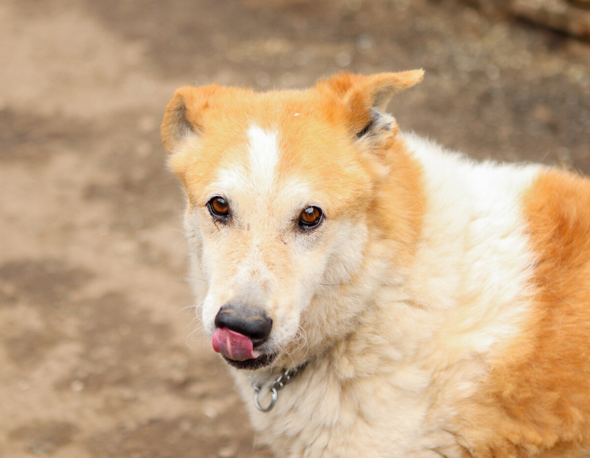 Умка. Хоть сегодня речь и не о нём, все наши слова подойдут и под его фотографию и его жизнь 