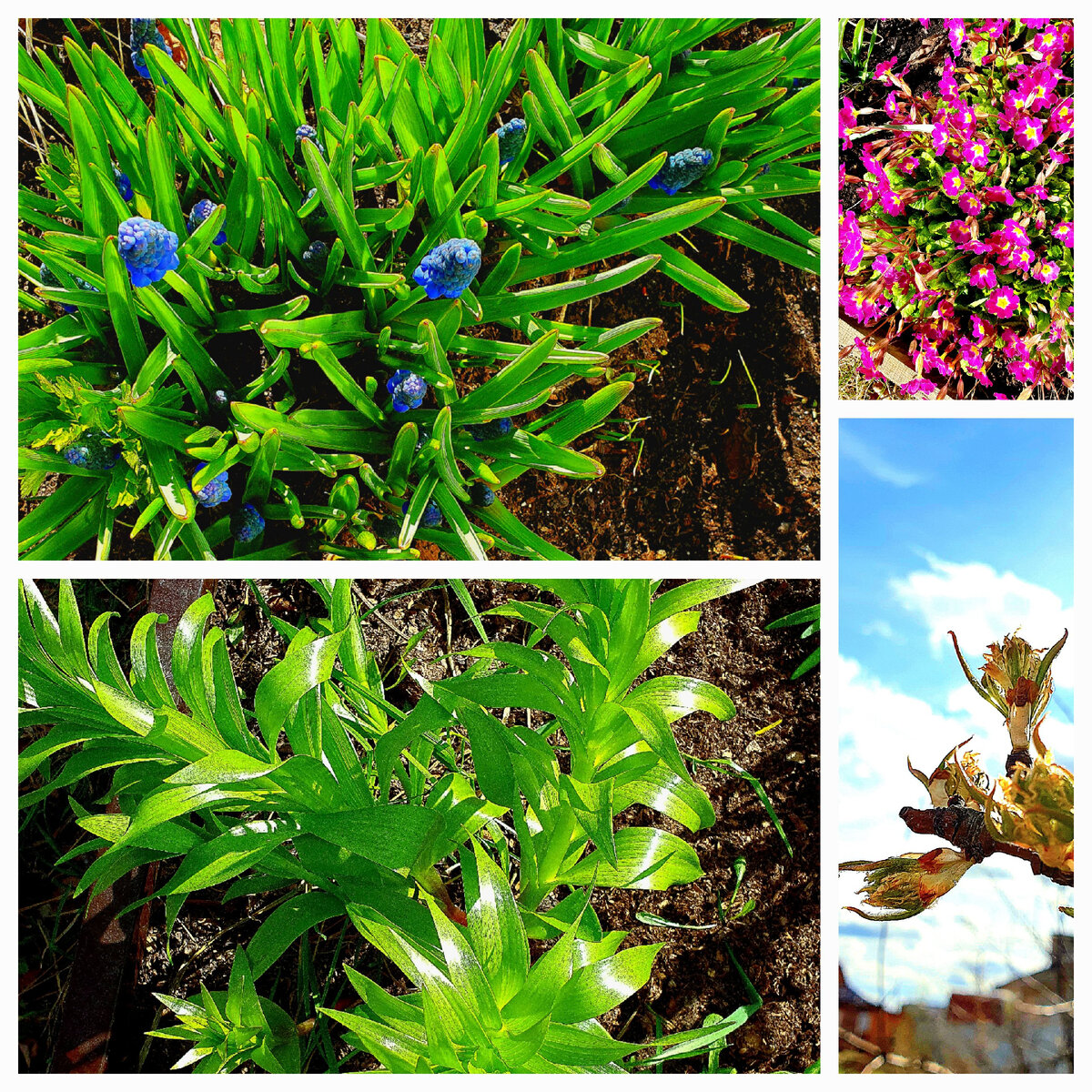 Первоцветы