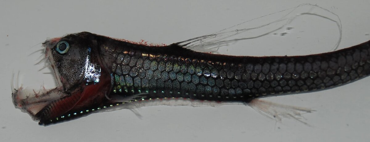 Изображение взято из открытых источников 