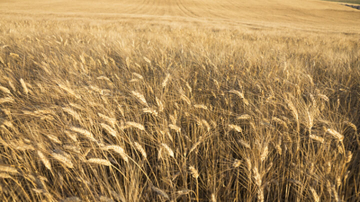 ФОТО: ALEKSEY SMYSHLYAEV/GLOBALLOOKPRESS.