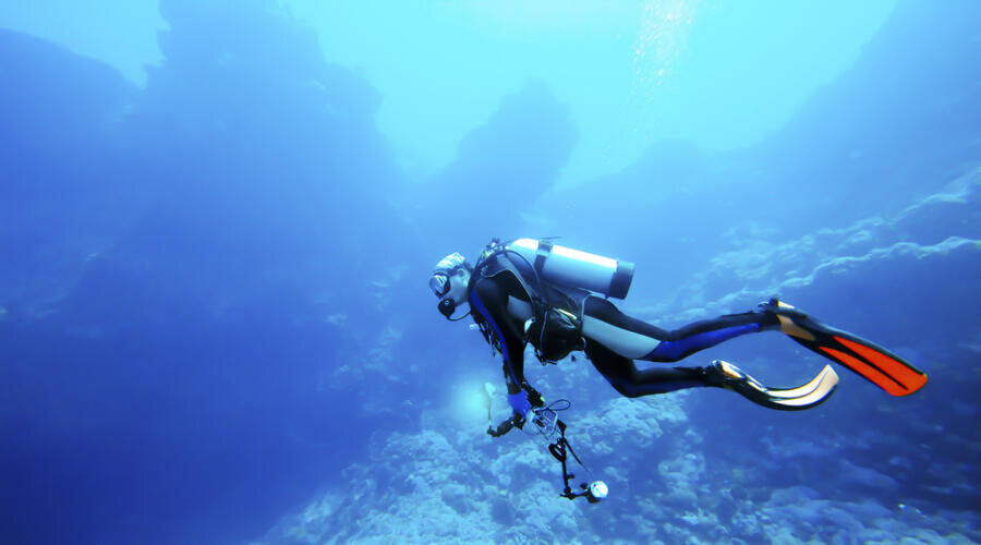    Какие морские животные отличаются причудливым видом? Фото: CK Ma, по лицензии shutterstock.com