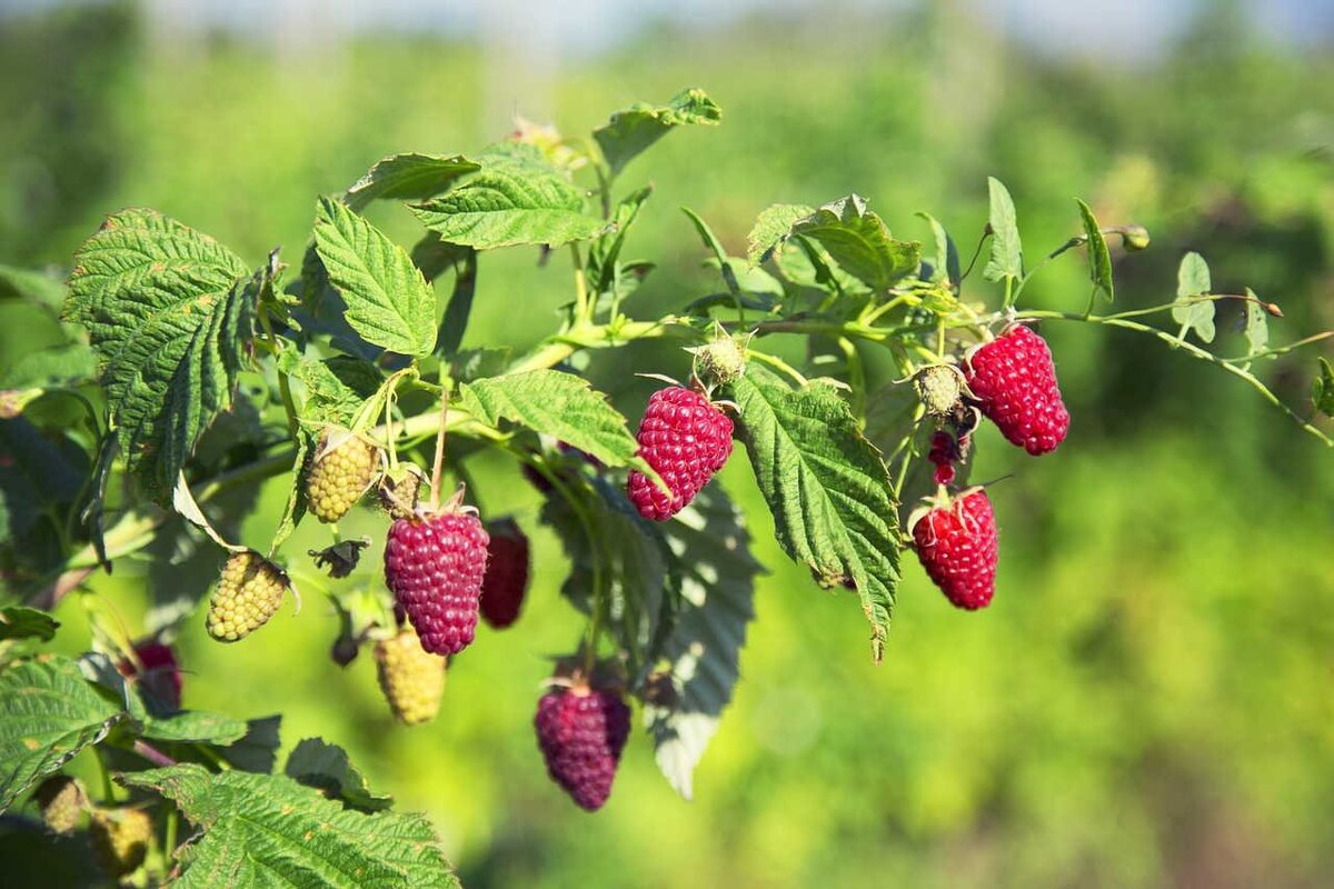 Малина минутка. Малина Rubus idaeus. Сорт малины Соколица. Саженцы малины сорт "полька". Малина Лесная кустарник.