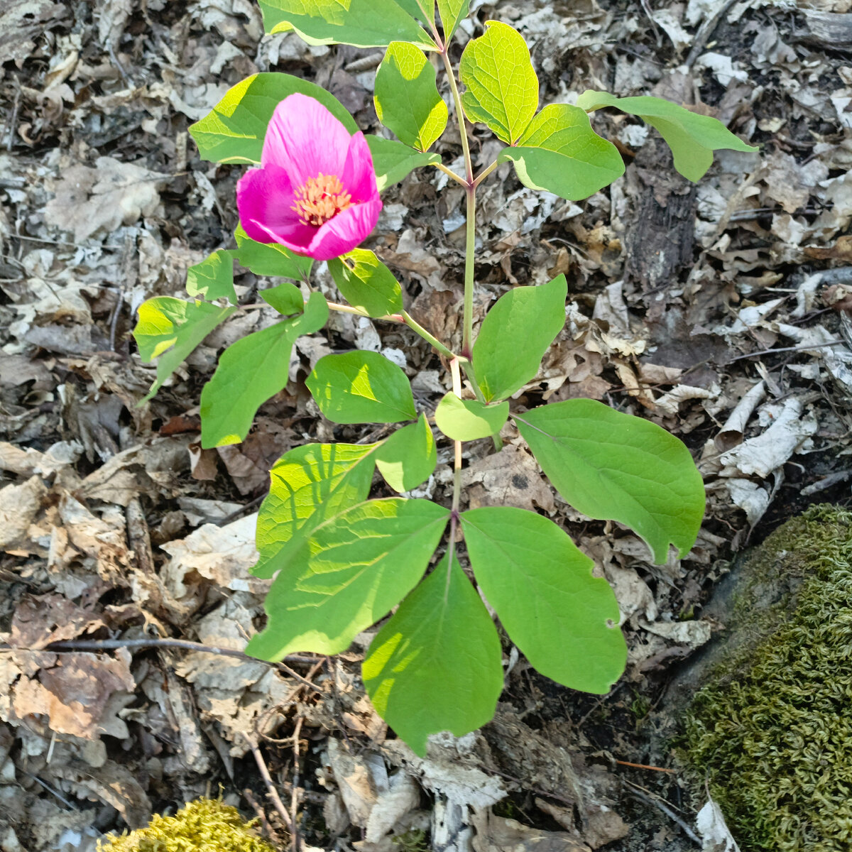 Пион лесной