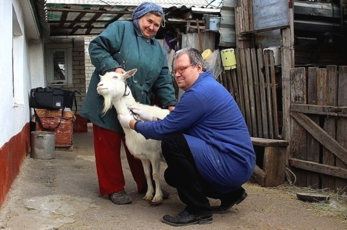    Люди заботятся о своих домашних животных и готовы на любые траты и действия, чтобы кормильцы семьи были здоровы.