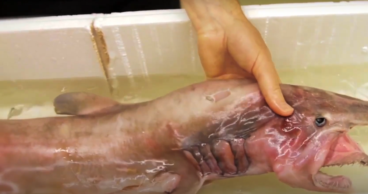 Изображение взято из открытых источников