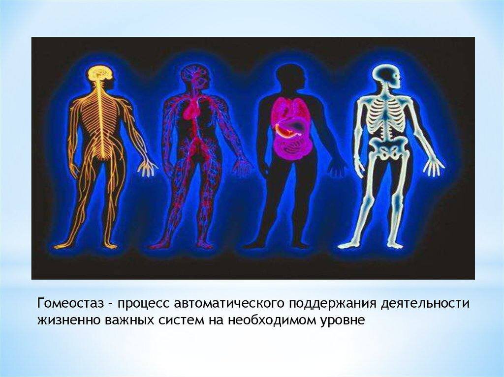 Гомеостаз — гарант наш стабильности