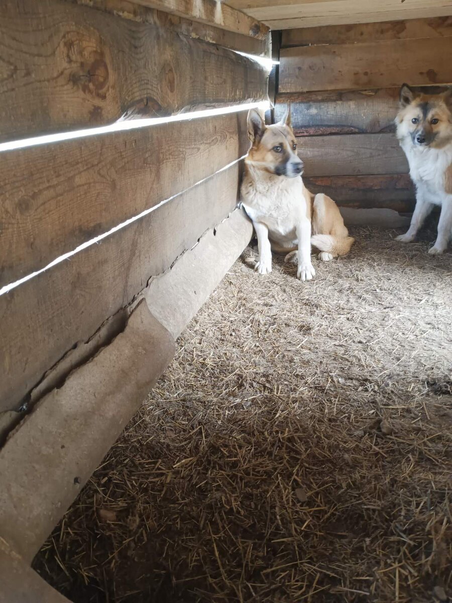 Наша беглянка😂