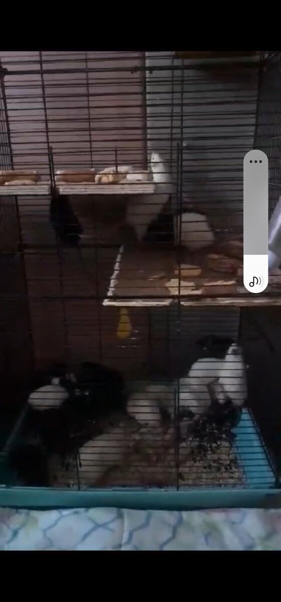 Это наши крыски. Фото не четкое.