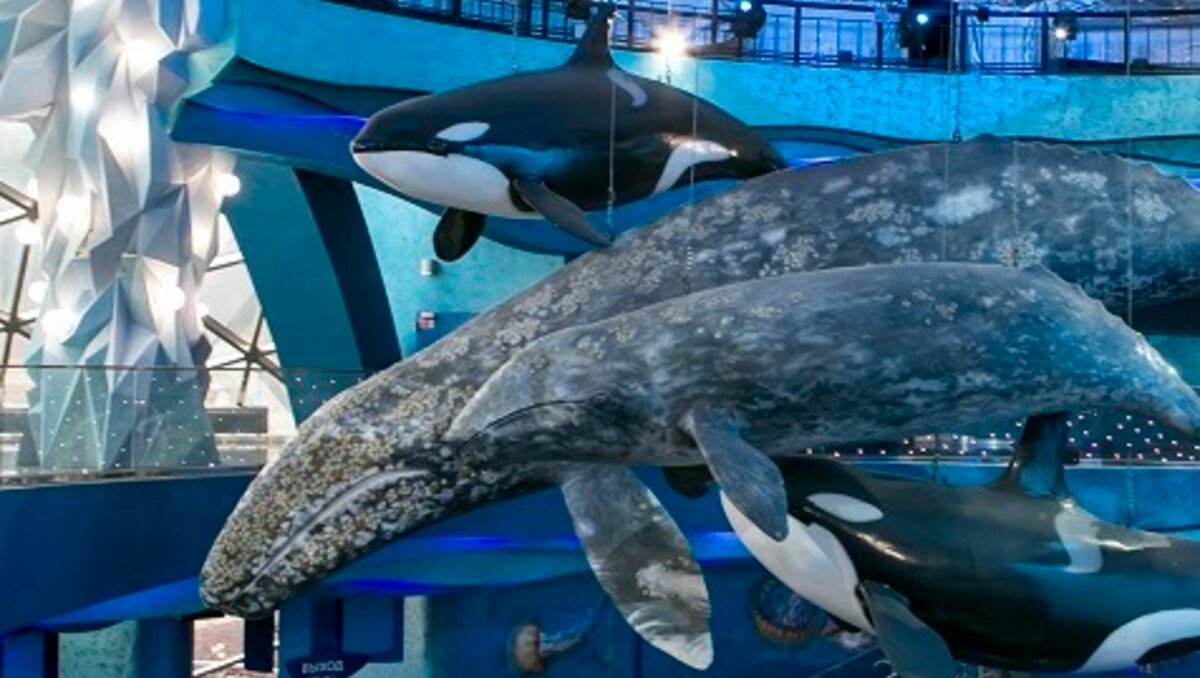     Сотрудники следственного комитета России сообщили обстоятельства, при которых произошло ЧП в Приморском океанариуме, а также рассказали о состоянии 3-летнего малыша, который чудом остался жив.