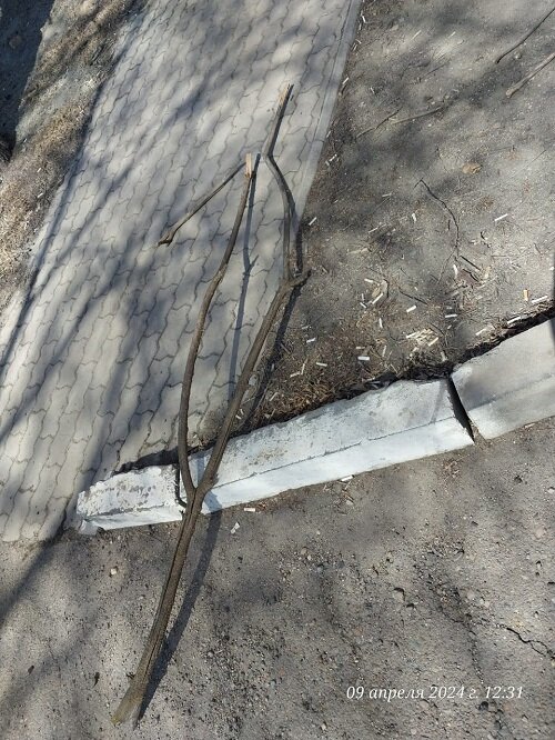    Фото: Амур.инфо