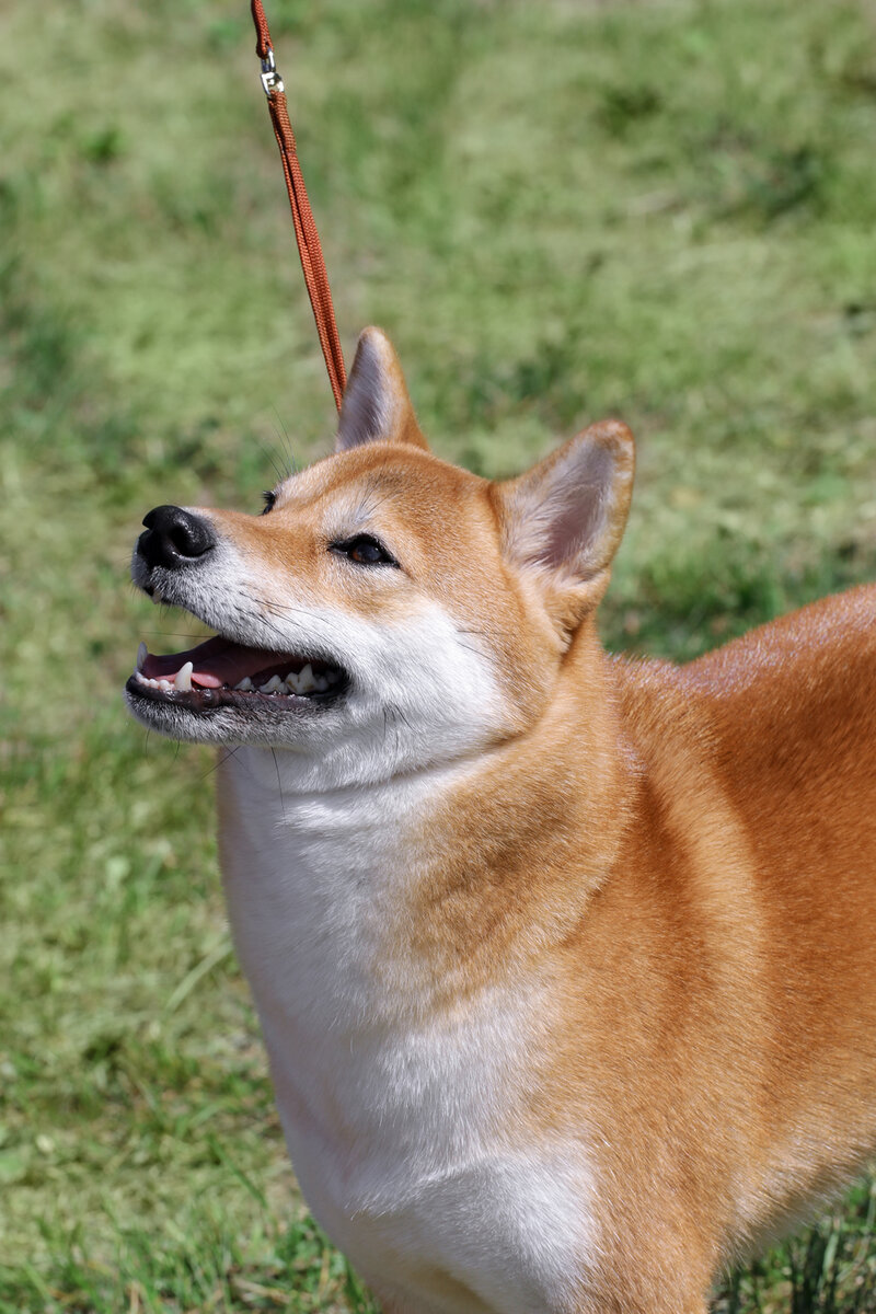 Наша красотка Сати